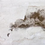 How to Identify Hidden Mold Before It Becomes a Problem